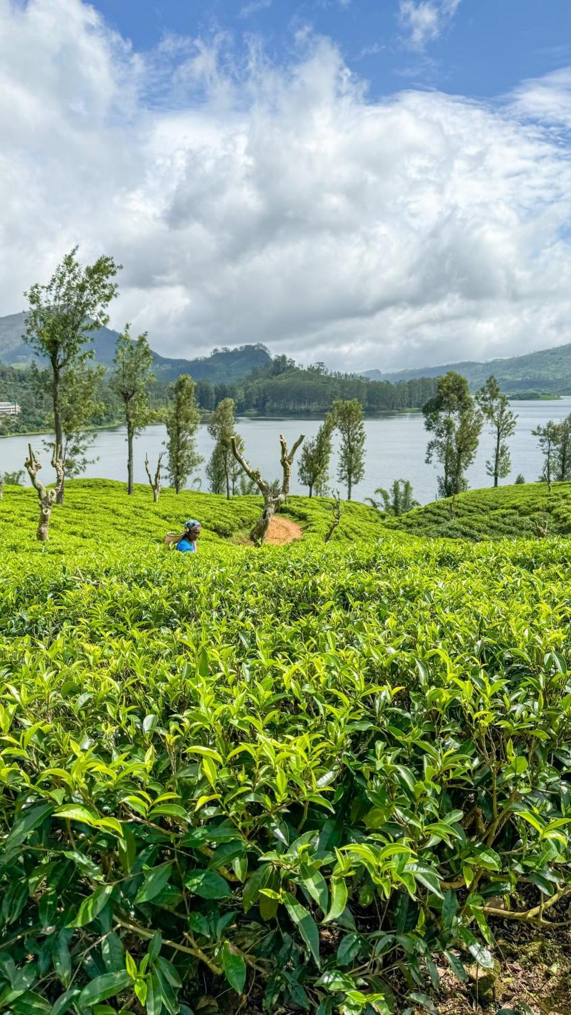 Pekoe Lodge Maskeliya المظهر الخارجي الصورة